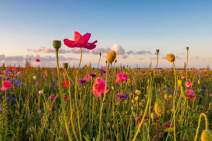Fleurs sauvages par Johan Mooibroek