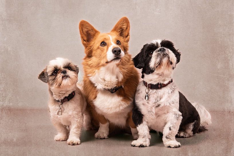 Just tell me by Wendy van Kuler Fotografie