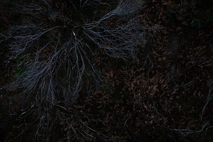 Heather par Danny Slijfer Natuurfotografie