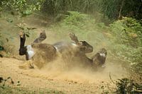 Esel, der sich im Sand wälzt