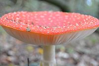 Autumn elements nature photo.