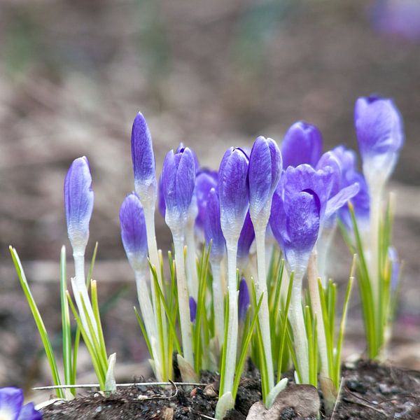 Fresh, purple crocus flowers by Silva Wischeropp