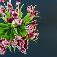 Still Life Dried Tulips Art