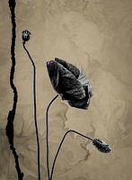 Mohn schwarz natürlich