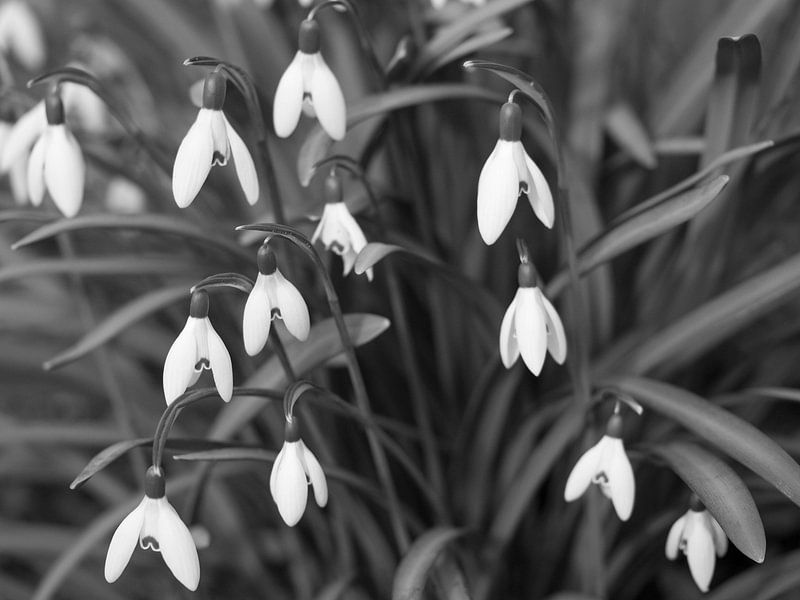 Bosje sneeuwklokjes zwart-wit by Cindy Arts