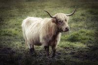 Irisches Rindfleisch gräbt den Dreck