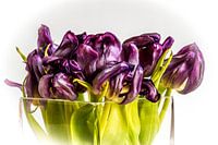 Tulpen
