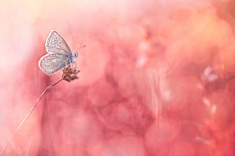 Plus de Sunshine par Bob Daalder