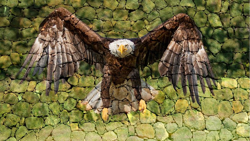 Amerikanischer Seeadler von Raymond Engelen