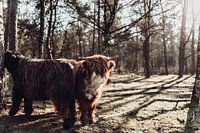 Schottischer Highlander in der Morgensonne