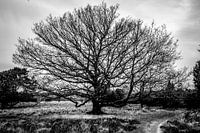 A solitary oak tree in the heathland