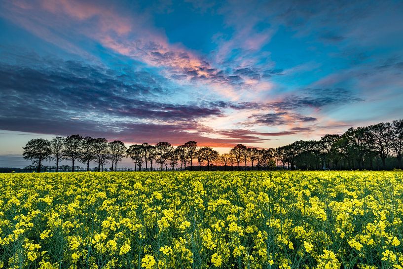 blühender Raps von Fred van Bergeijk