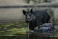 Sanglier dans l'eau