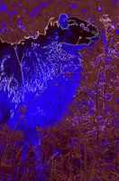 Sheep in Purple & Blue