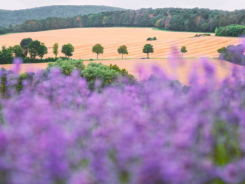 Petite Provence im Lipperland von Sabine Böke-Bergau