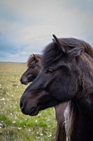 Icelandic horses