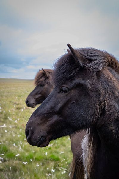Icelandic horses by Christa Clerx