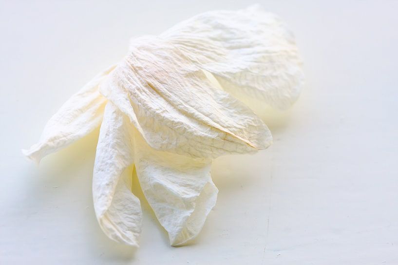 Droog orchidee blad von Jan Brons