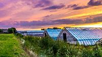 Greenhouse horticulture at sunset 