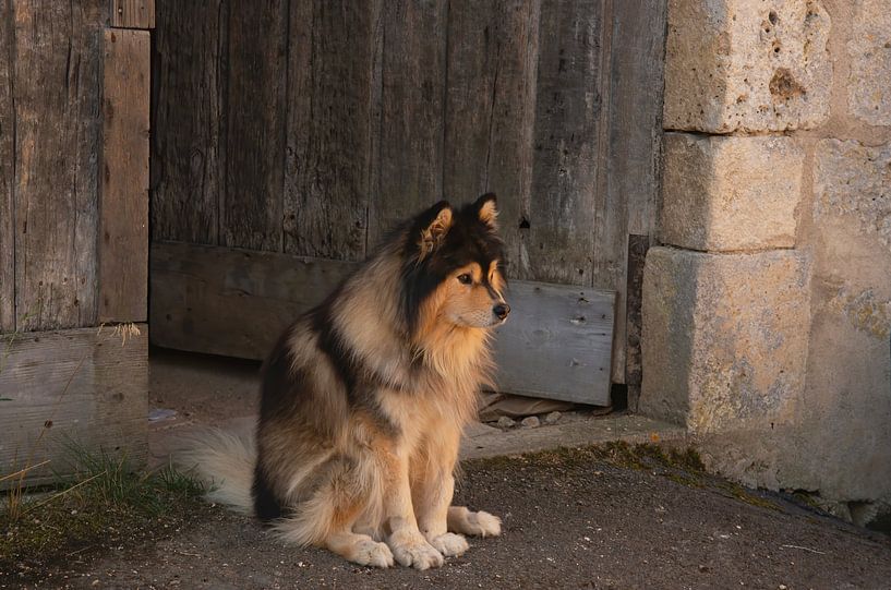 Schöner langhaariger Hund (Suomenlapinkoira) einer alten, französischen Tür und Fassade von Birgitte Bergman