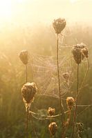 Comme une araignée dans une toile