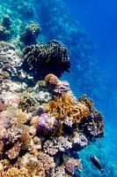 Koraal met doktersvis