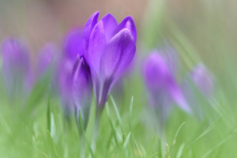 Frühling von Ad Jekel