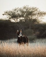 Antilope zibeline rare en Namibie