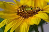 Close up zijaanzicht van de stuifmeeldraden van een zonnebloem