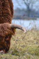 Le pâturage des Highlanders écossais