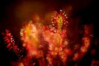 Little sundew
