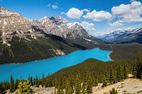 Le Lac Peyto bleu vif au Canada
