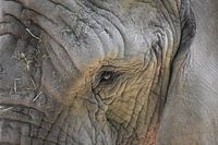 Olifant close up