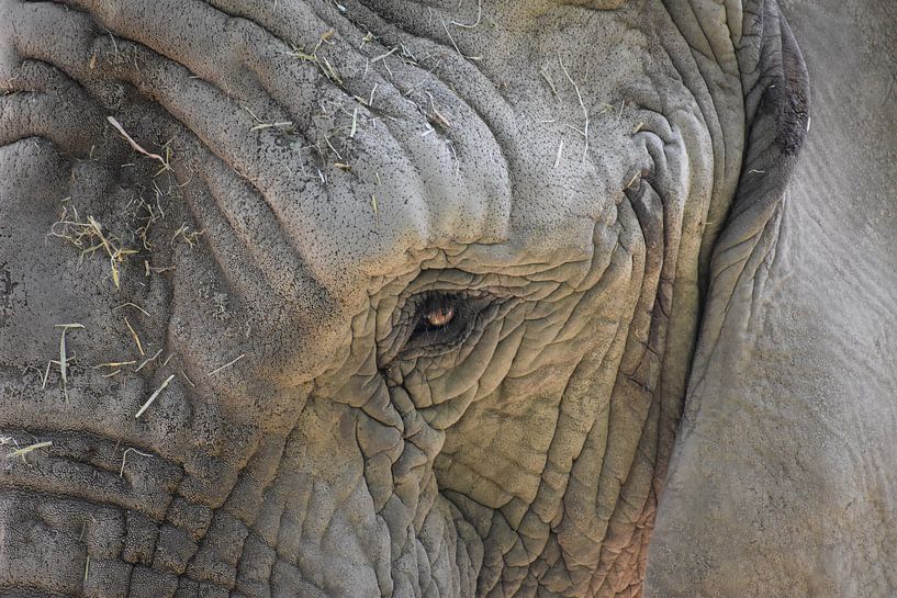 Olifant close up par Natascha Nabuurs