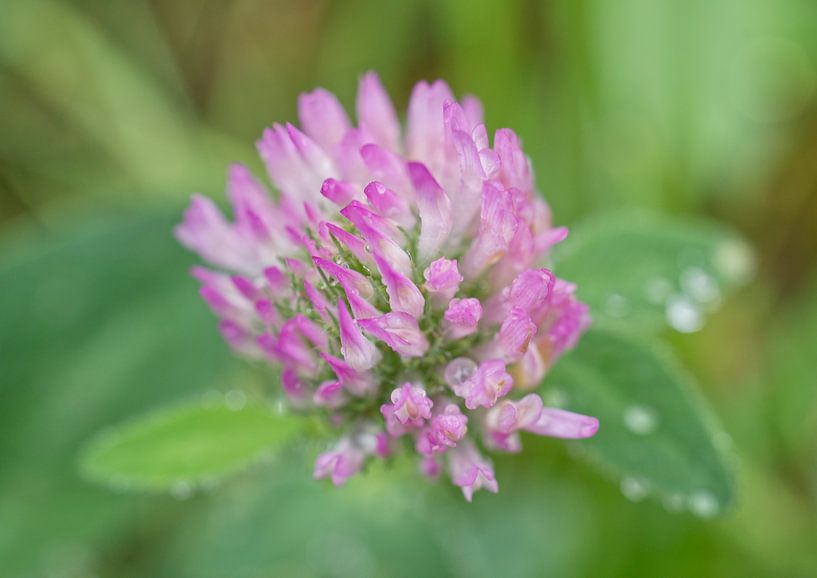 Rosa Kleeblüte nach Regen von Iris Holzer Richardson