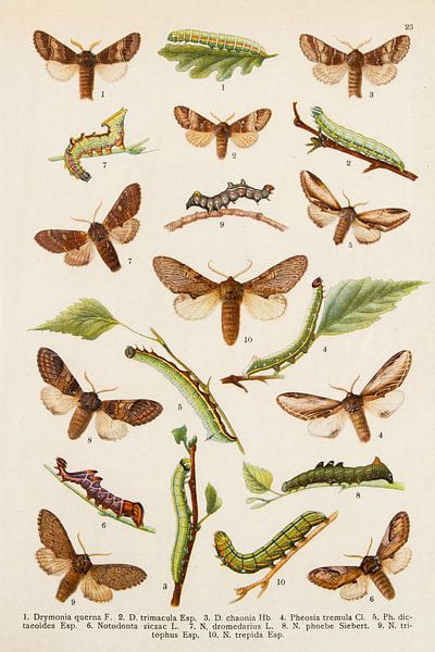 Antique plate from ca. 1910 with butterflies and caterpillars by Studio Wunderkammer