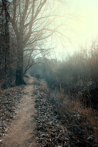 Forest path in morning light by Carin Klabbers