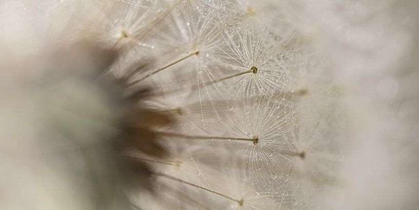 Ruhiges Panorama: Blick durch den Löwenzahn von Marjolijn van den Berg