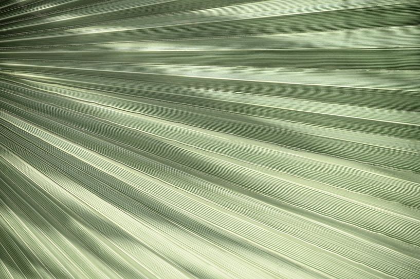 Feuille verte tropicale - minimalisme photographie de nature par Christa Stroo photography