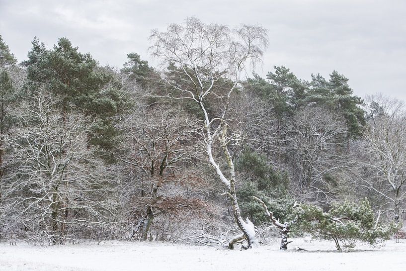 Winter im Zeister Wald, Utrecht Ridge! von Peter Haastrecht, van