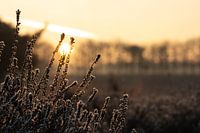 Sonnenaufgang Landschaft mit gefrorenen Heidekraut