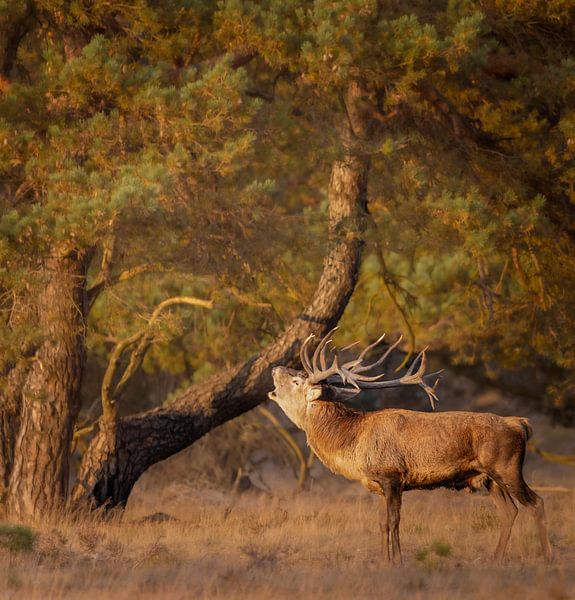 Âge du bronze Cerf élaphe par Trudiefotografie