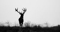 Red deer