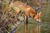 Soif étanchée par le renard roux dans les dunes d'approvisionnement en eau
