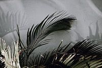 Curacao - Palm leaf