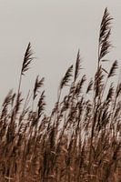 Playful reed. Fine art photography. Photo in color. Earth tones.