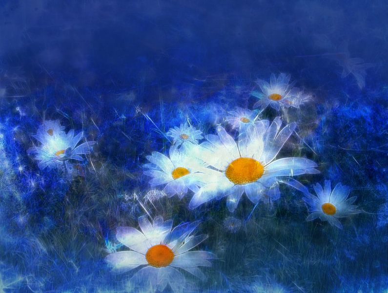 daisies with blue background by Claudia Gründler