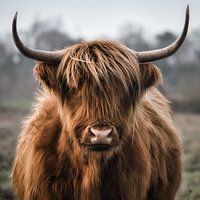 Scottish Highlander