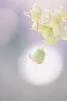 Helleborus foetidus in pastel colours