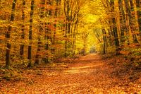 Colorful splendor in the Speulderbos